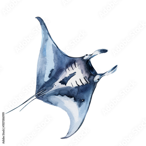 A watercolor vector of a Reef Manta Ray, isolated on a white background. Reef Manta Ray vector.