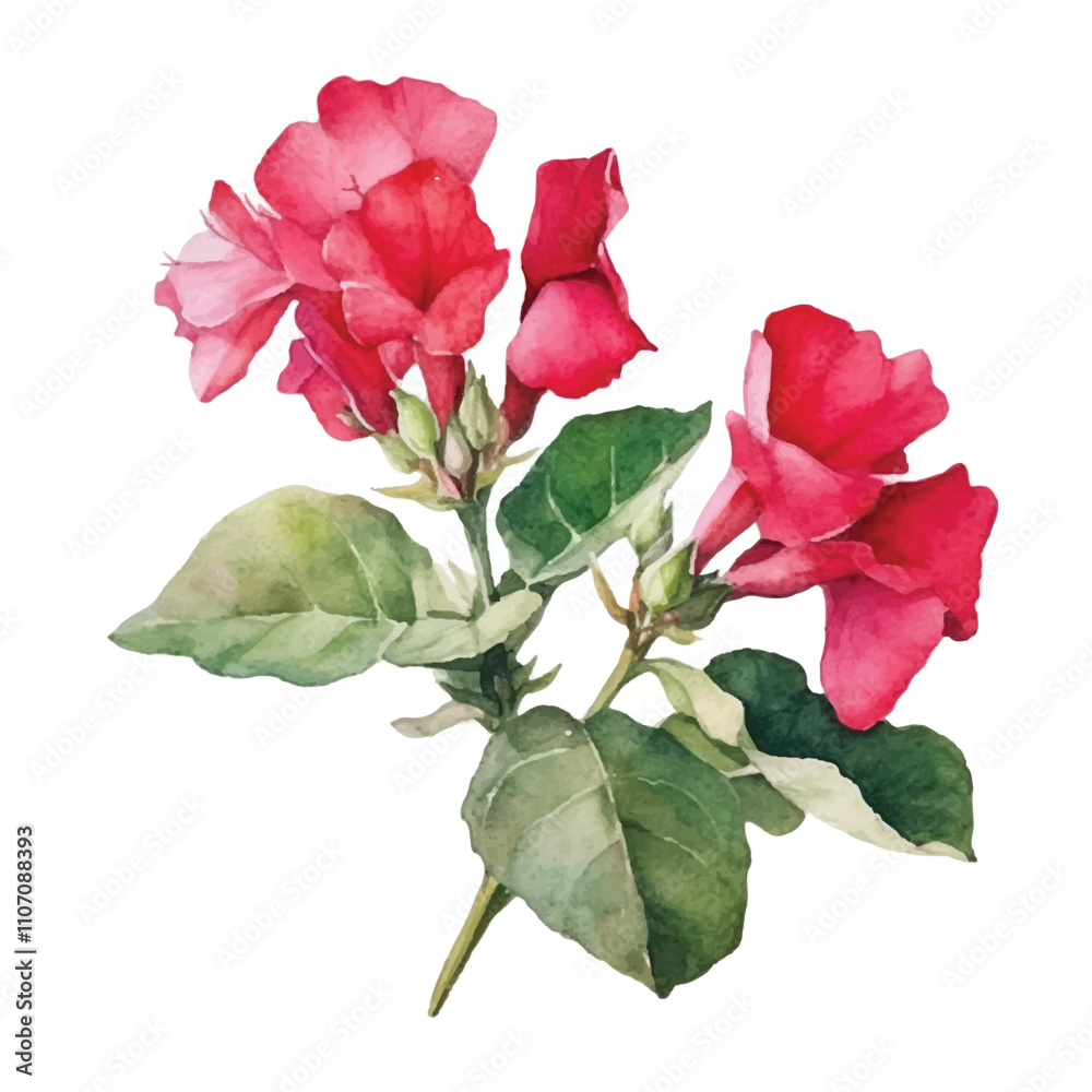 Watercolor Bougenville isolated white background Watercolor Bougenville isolated white background
