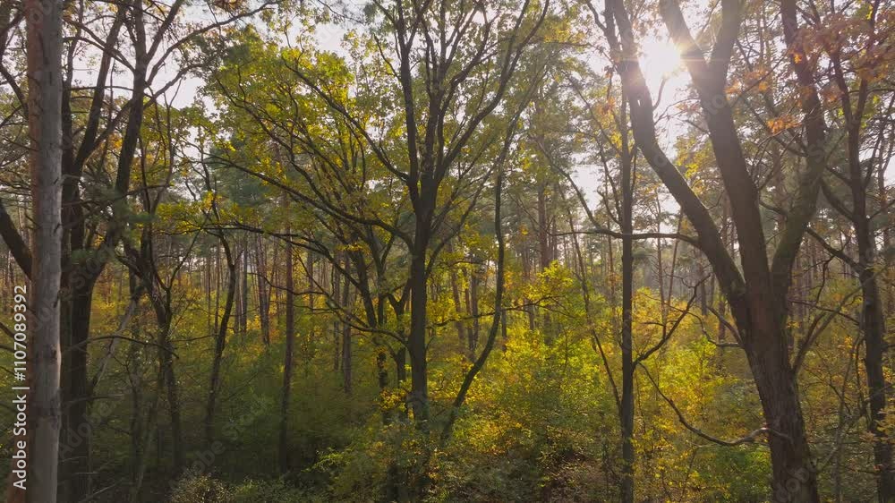 Autumn forest tree nature yellow magic branch leaves view drone Autumn forest tree nature yellow magic branch leaves view drone