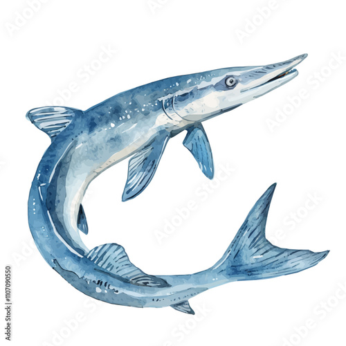 A watercolor drawing of a Remora, isolated on a white background. Remora vector.