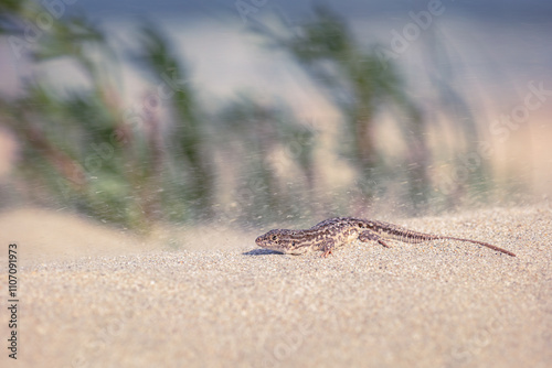 Steppe runner (Eremias arguta) photo