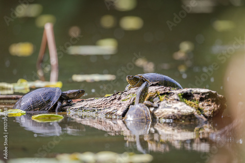 European pond turtle (Emys orbicularis) photo