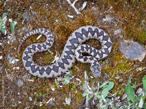 Nose-horned viper (Vipera ammodytes) male photo