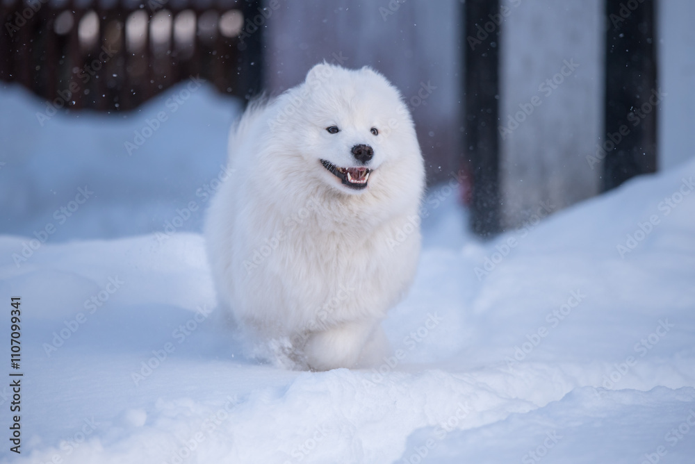 Samoyed white dog is running on snow outside Samoyed white dog is running on snow outside