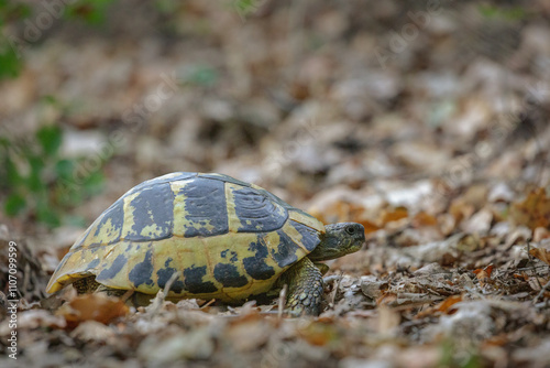 Hermann's tortoise (Testudo hermanni) photo