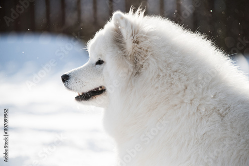 Samoyed white dog close up on snow outside on winter background