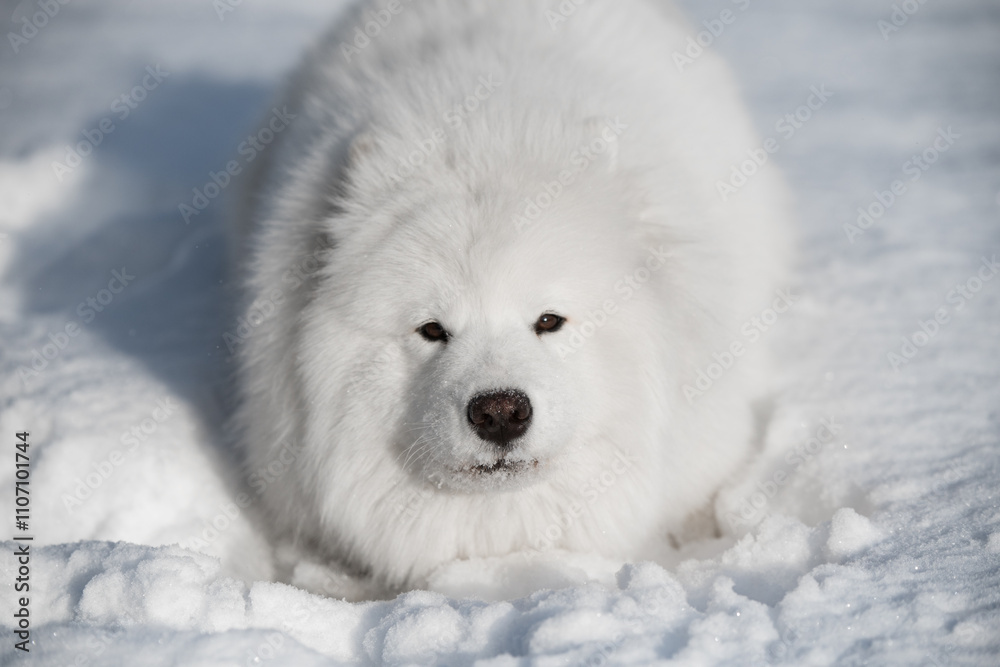 Samoyed white dog is running on snow outside Samoyed white dog is running on snow outside