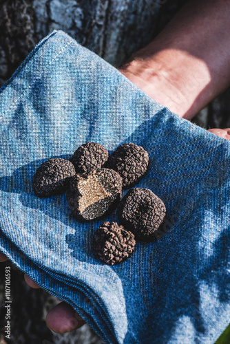 Black truffle mushrooms on tthe hands of truffle hunters, Piedmont. Autumn gourmet cuisine of Piedmont, Northern Italy, France, Spain