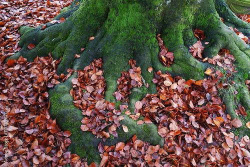 falling leaves on a beech tree photo