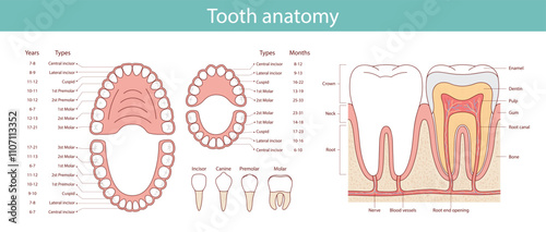 Diagram of human teeth with symbols. Dental medical vector illustration.