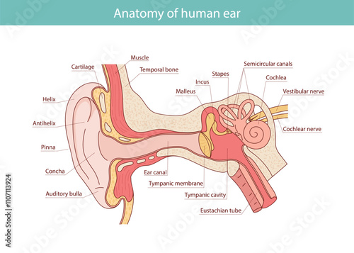 Anatomy of the human ear. Internal structure of the ears, medical vector illustration