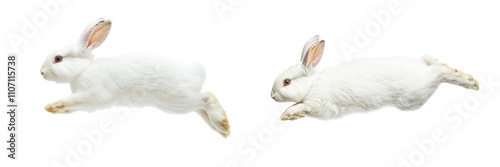 Obraz na płótnie set of adorable white rabbits jumping in mid-air isolated on transparent or white background w salonie