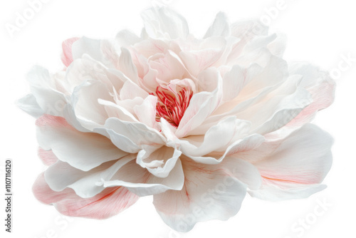 Obraz na płótnie delicate white peony flower isolated on transparent or white background w salonie
