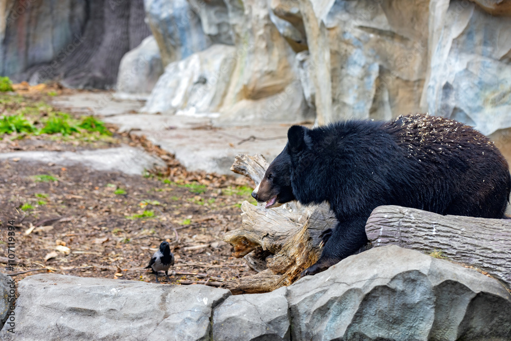 Playful encounter between a bear and a bird in a serene natural setting