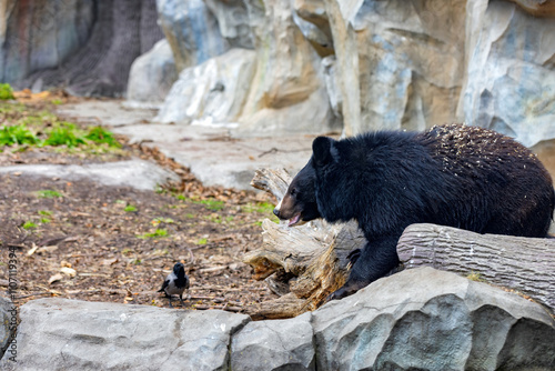 Obraz na płótnie Playful encounter between a bear and a bird in a serene natural setting w salonie