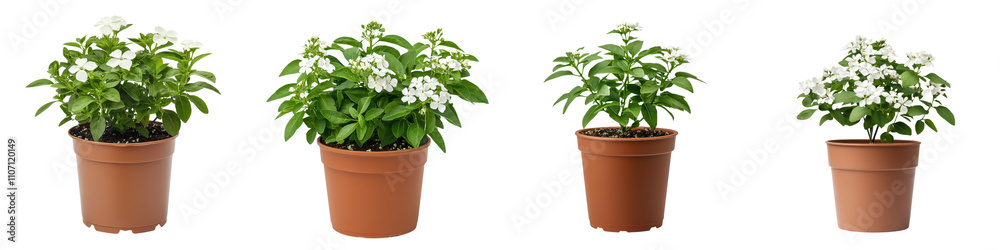 Beautiful Jasmine Sambac Flower in Terracotta Pot on Pristine White Background Beautiful Jasmine Sambac Flower in Terracotta Pot on Pristine White Background