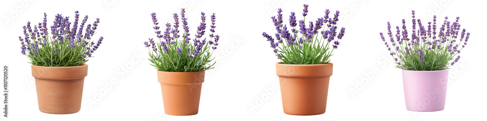 Fototapeta premium Lavender Flower Pots Against White Background for and Wellness