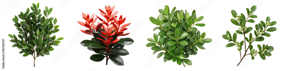 Assorted Tropical Green Leaves and Foliage Background Assorted Tropical Green Leaves and Foliage Background