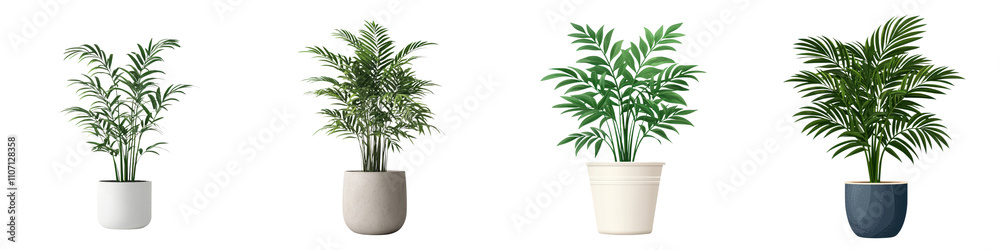 Lush Parlor Palm Houseplant in Minimalist White Pot on Clean Background Lush Parlor Palm Houseplant in Minimalist White Pot on Clean Background