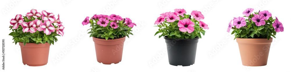 Naklejka premium Vibrant Petunia Wave Flower Potted Plant on White Background