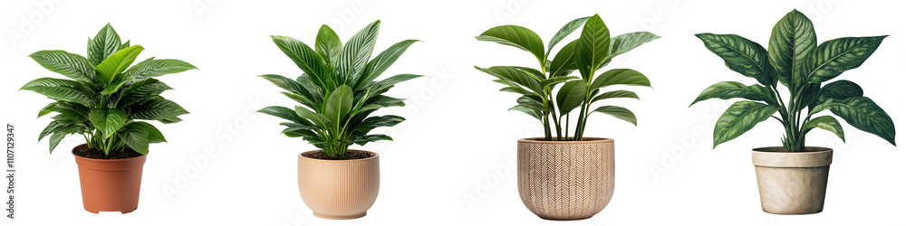 Decorative Houseplant With Green Foliage in Potted Container on White Background