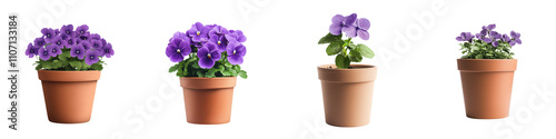 Elegant Violet Flower in Ceramic Pot on White Background