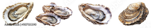 Fresh oysters displayed raw seafood delicacy transparent background photo