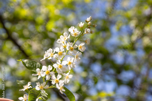 Flower spring