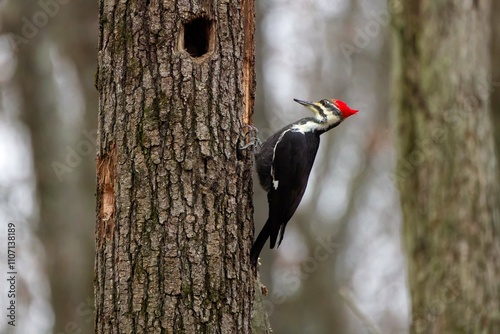 The pileated woodpecker ( Dryocopus pileatus).The bird native to North America.