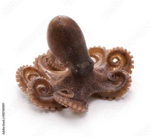 Iidako (ocellated octopus), Japanese seafood
