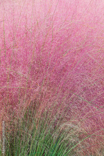 Pink muhly found in the park. Muhlenbergia capillaris, Hairawn muhly photo