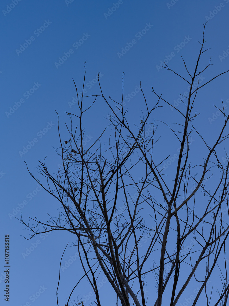 tree branches against blue sky tree branches against blue sky