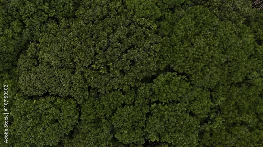 Aerial view of tropical rainforest in Indonesia