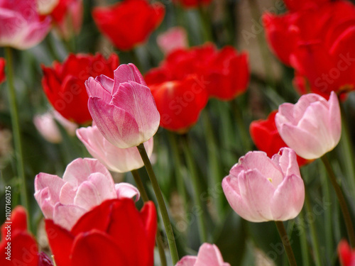 tulip in the wind
