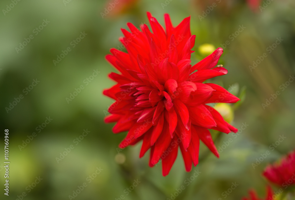 close-up of a dahlia, red dahlia, scarlet petals of a dahlia, beautiful red flower, red blossom, flower in full bloom close-up of a dahlia, red dahlia, scarlet petals of a dahlia, beautiful red flower, red blossom, flower in full bloom