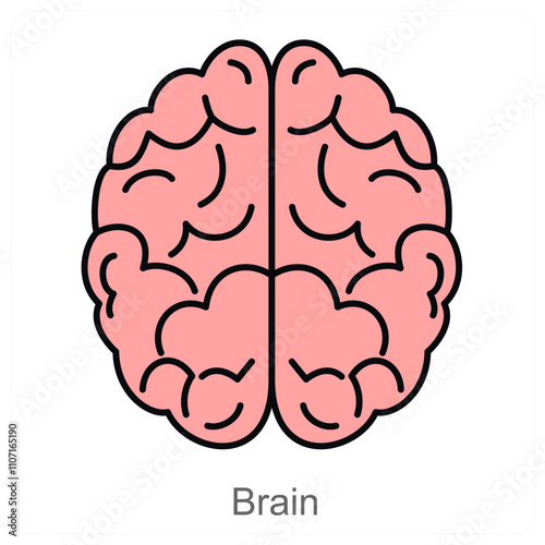 Brain