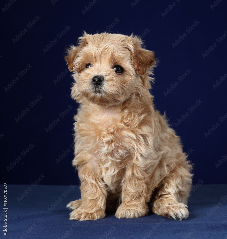 Cute little maltipoo puppy on blue background. Cute little maltipoo puppy on blue background.