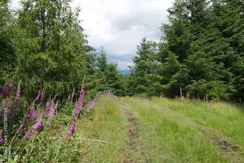 Fichtenwald und blühender Fingerhut im Wald im Taunus photo