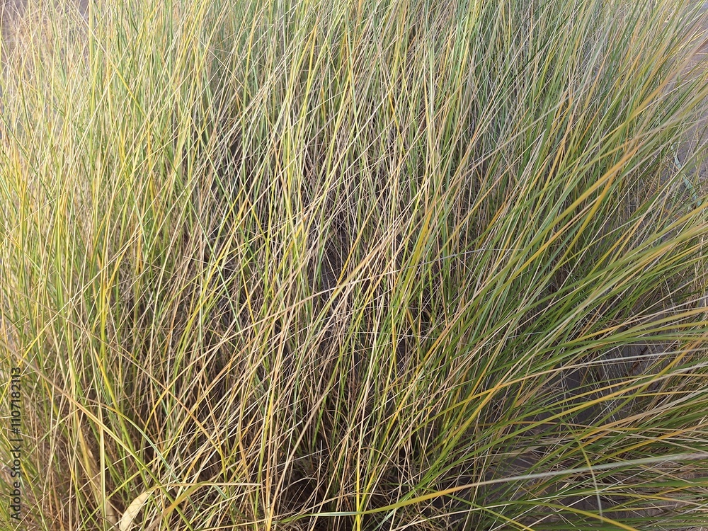 Fototapeta premium Reeds on the beach 
