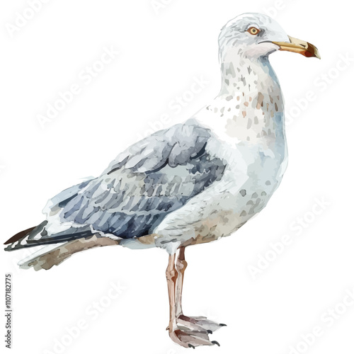 A watercolor painting of a Seagull, isolated on a white background. Seagull vector.