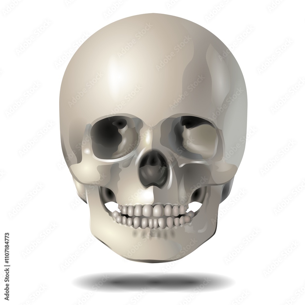 A detailed, three-dimensional rendering of a human skull is shown on a white background. The skull features prominent shading, highlighting its anatomical structure & giving it a realistic appearance. A detailed, three-dimensional rendering of a human skull is shown on a white background. The skull features prominent shading, highlighting its anatomical structure & giving it a realistic appearance.