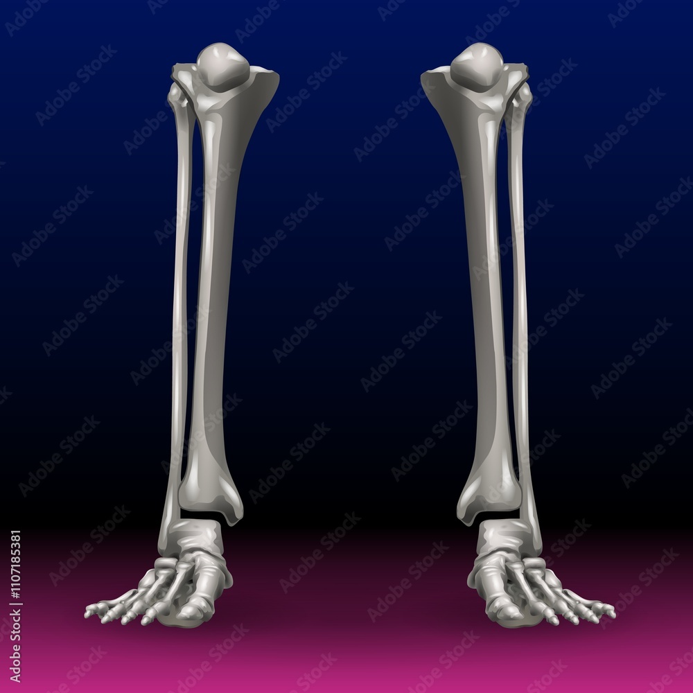 Two skeletal human legs are depicted against a gradient background transitioning from dark blue to pink. The bones are detailed and starkly highlighted, emphasizing the lower extremities. Two skeletal human legs are depicted against a gradient background transitioning from dark blue to pink. The bones are detailed and starkly highlighted, emphasizing the lower extremities.