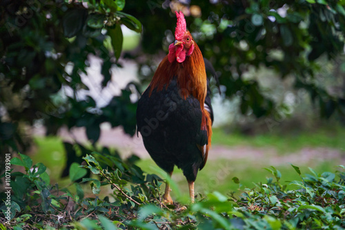 Obraz na płótnie A majestic and proud rooster poses confidently against a stunning backdrop filled with vibrant, colorful foliage w salonie