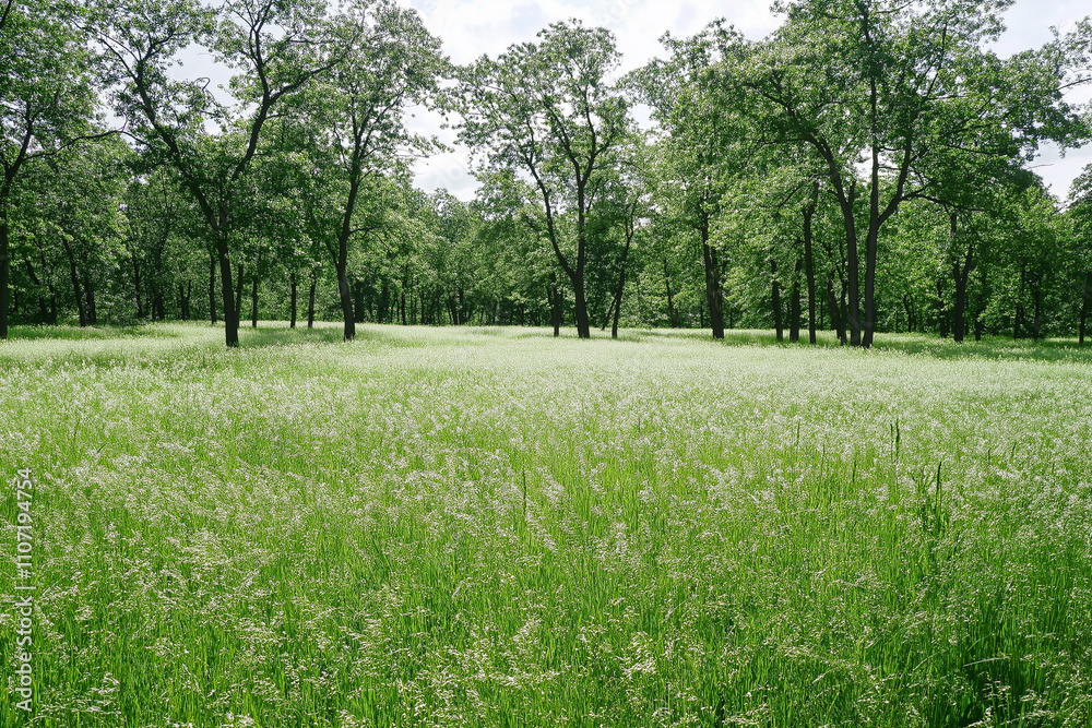 Obraz premium 大自然