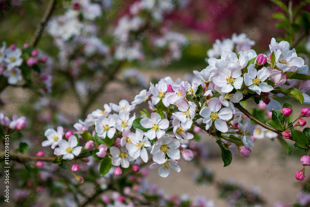 Fototapeta premium Malus 'Red Sentinel' Zierapfel Detail Blüte