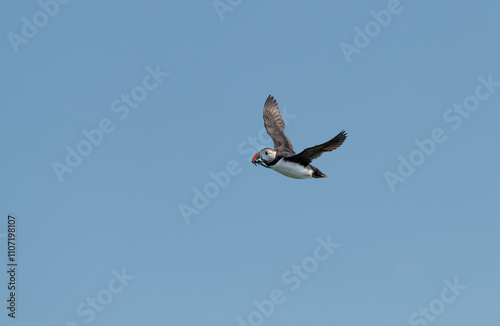 Puffin in flight carrying sand eels, Northumberland, England photo