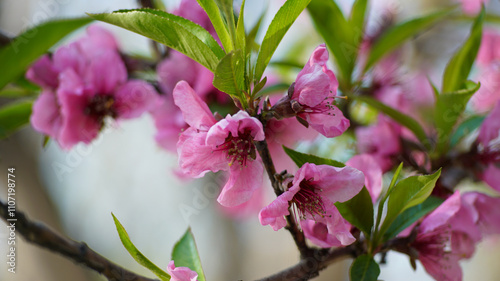 Pink Flowers of Chinese wildpeach Tree photo