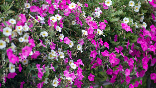 Purple and white morning glories