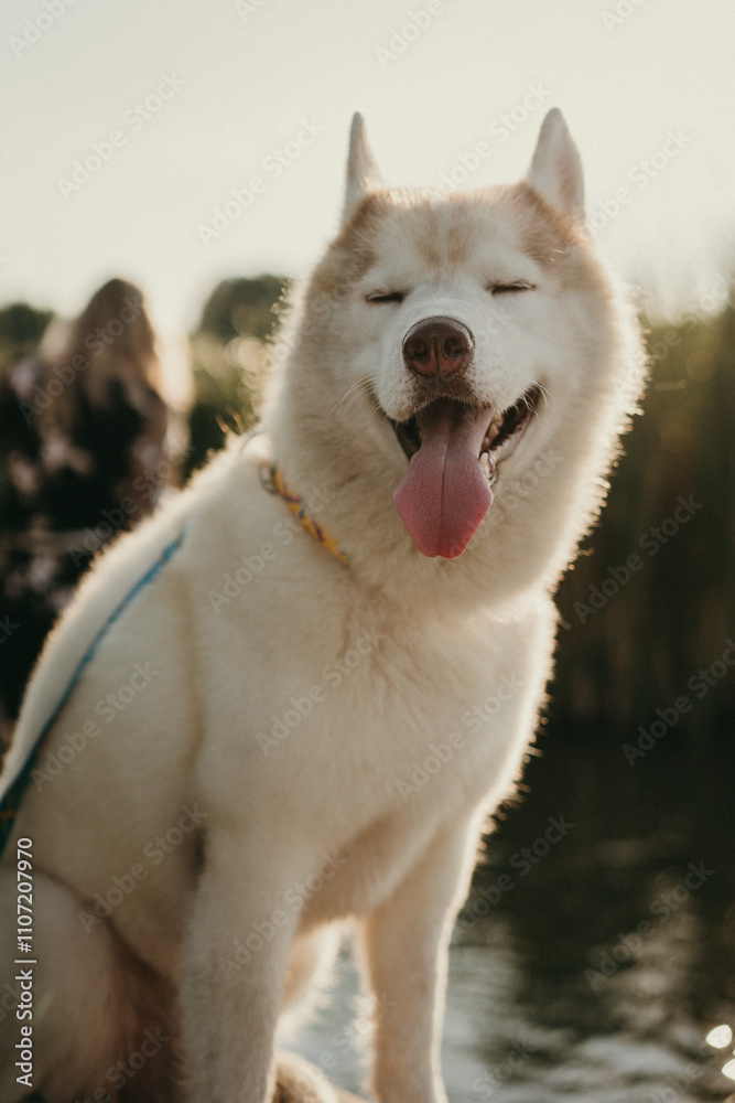 happy wolf-colored husky dog smiling under the evening sunset happy wolf-colored husky dog smiling under the evening sunset