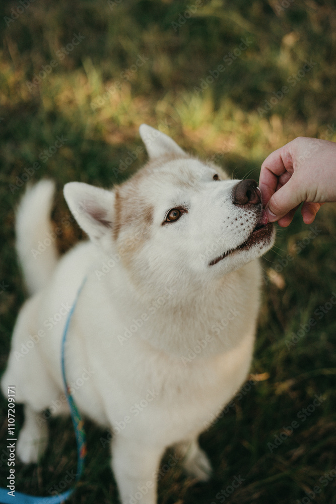 happy wolf-colored husky dog smiling under the evening sunset happy wolf-colored husky dog smiling under the evening sunset